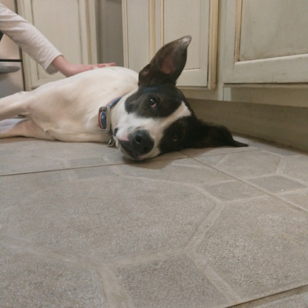 Meet your Posher, Jennifer